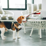 Best Dog Daycare Boarding in Ahmedabad | Safe & Caring Care